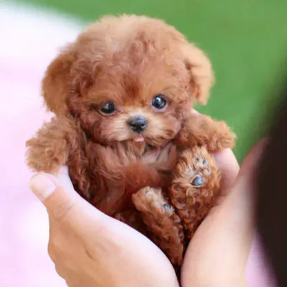 Original  Realistic Robot Puppy🐶