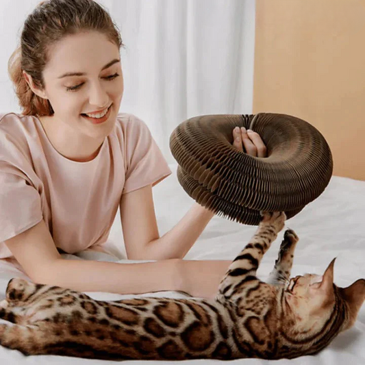 Cat toy